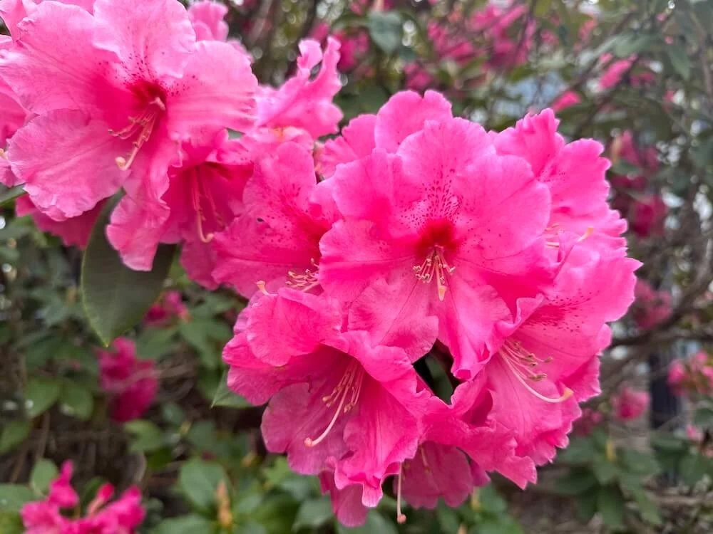 Rhododendron 'Dexter's Giant Red'