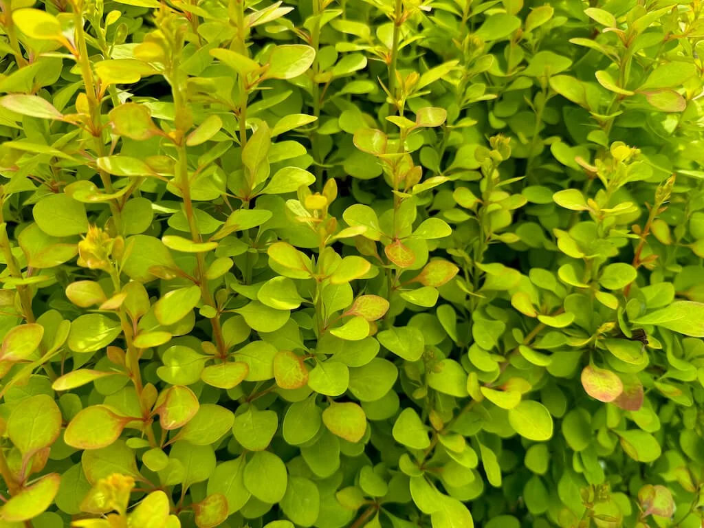 Berberis thunbergii ‘Maria’