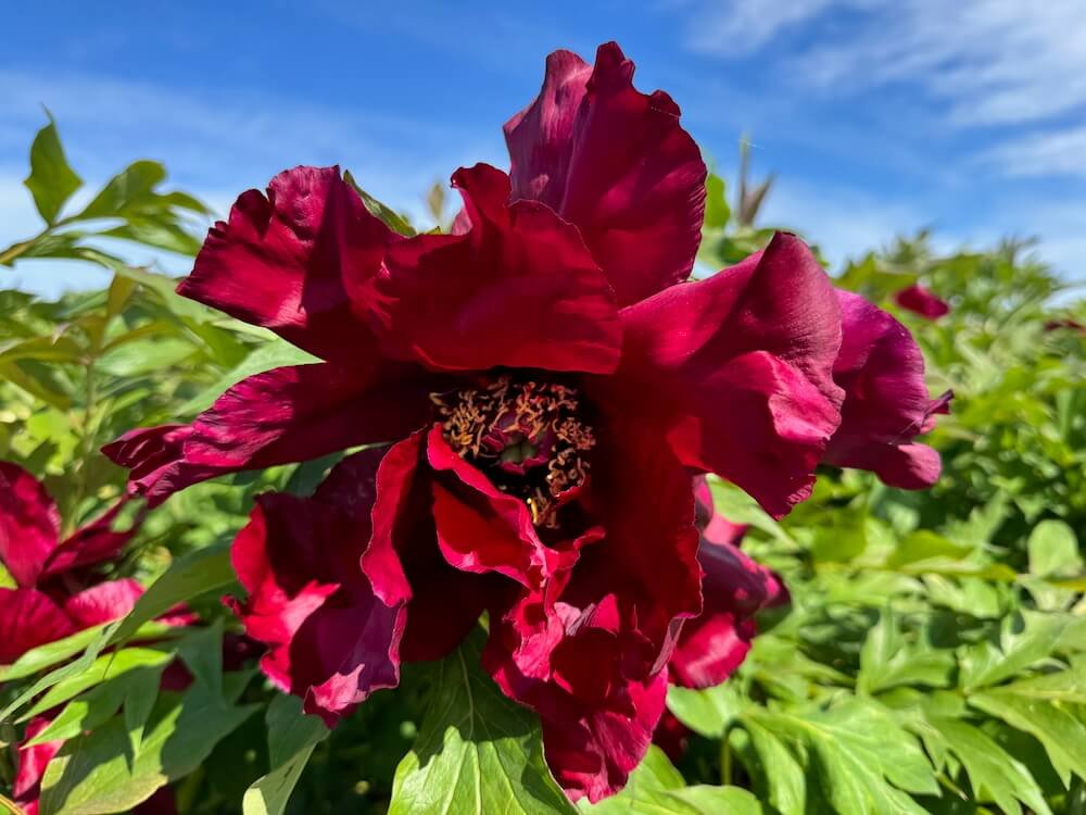 Paeonia 'Hephestos'