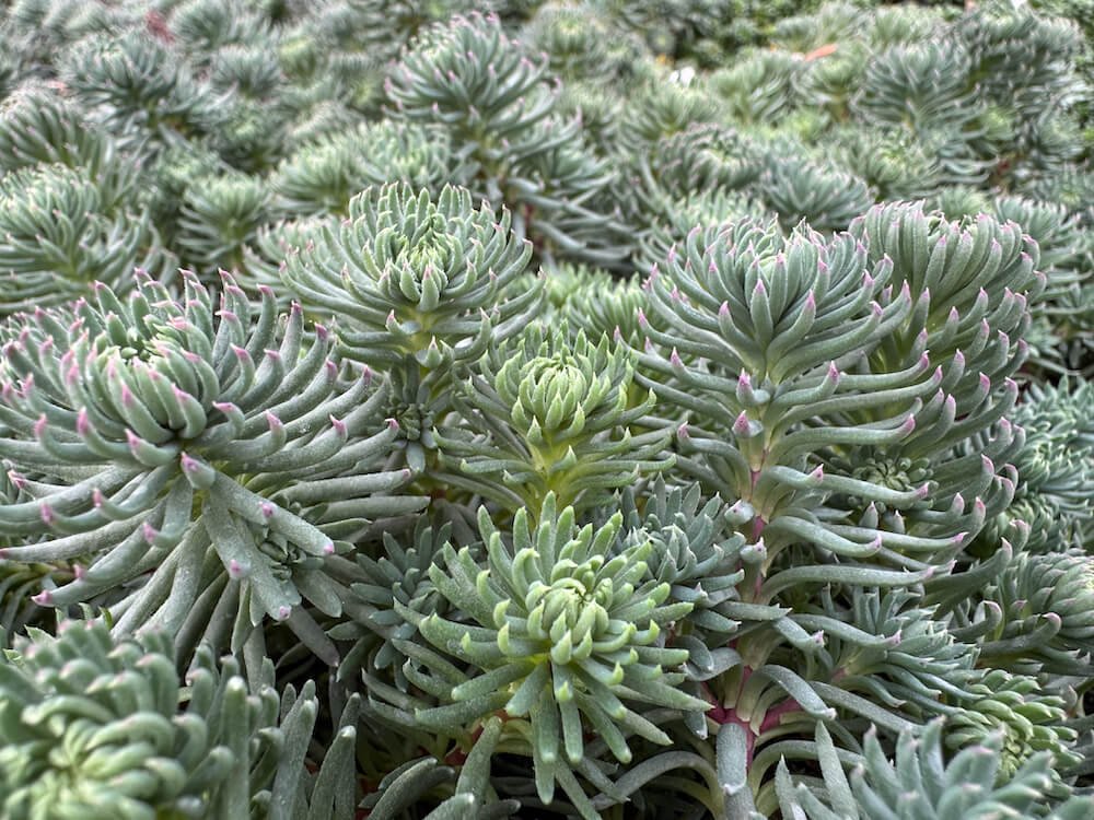 Sedum forsterianum 'Oracle'