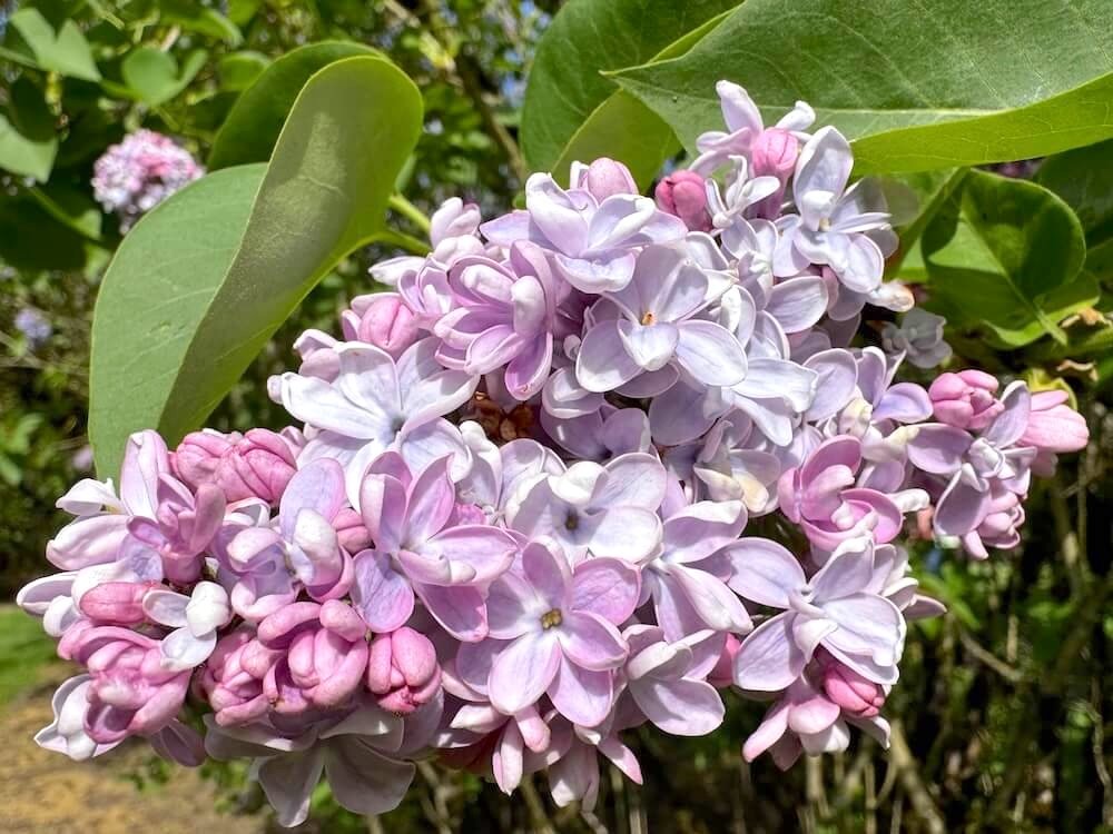Syringa x hyacinthiflora 'Maiden's Blush'