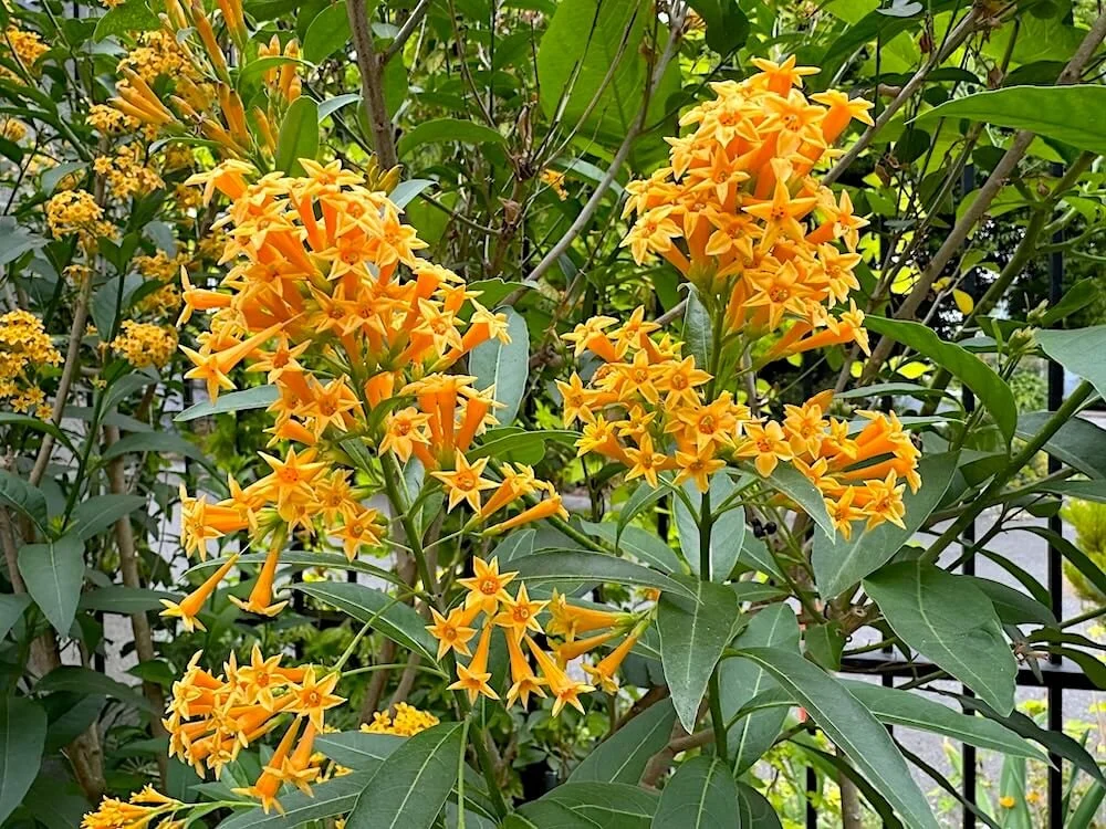 ORANGE JESSAMINE (Cestrum)