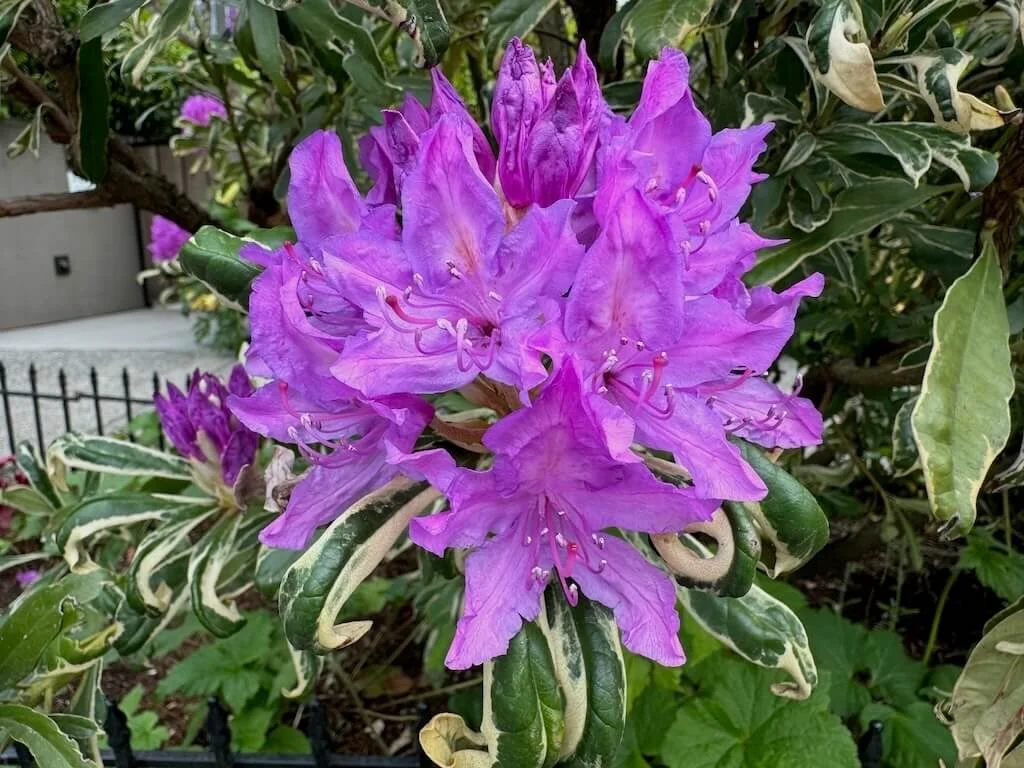 Rhododendron ponticum 'Variegatum'
