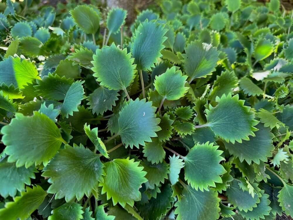 Saxifraga x geum ‘Dentata’