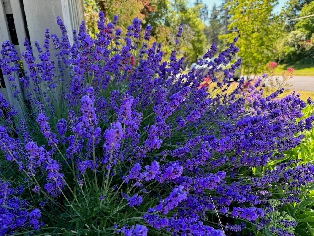Summer Blooming Shrubs
