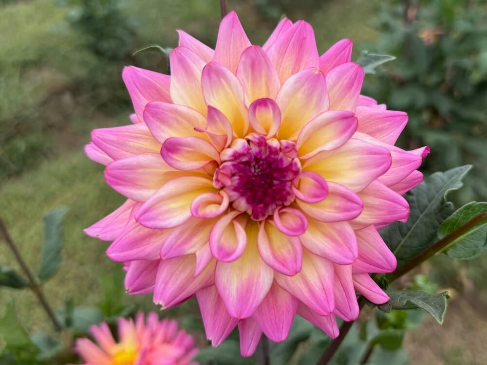 Dahlia 'Bahama Mama'