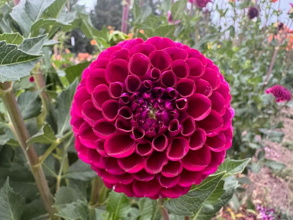 Dahlia 'Taboo'