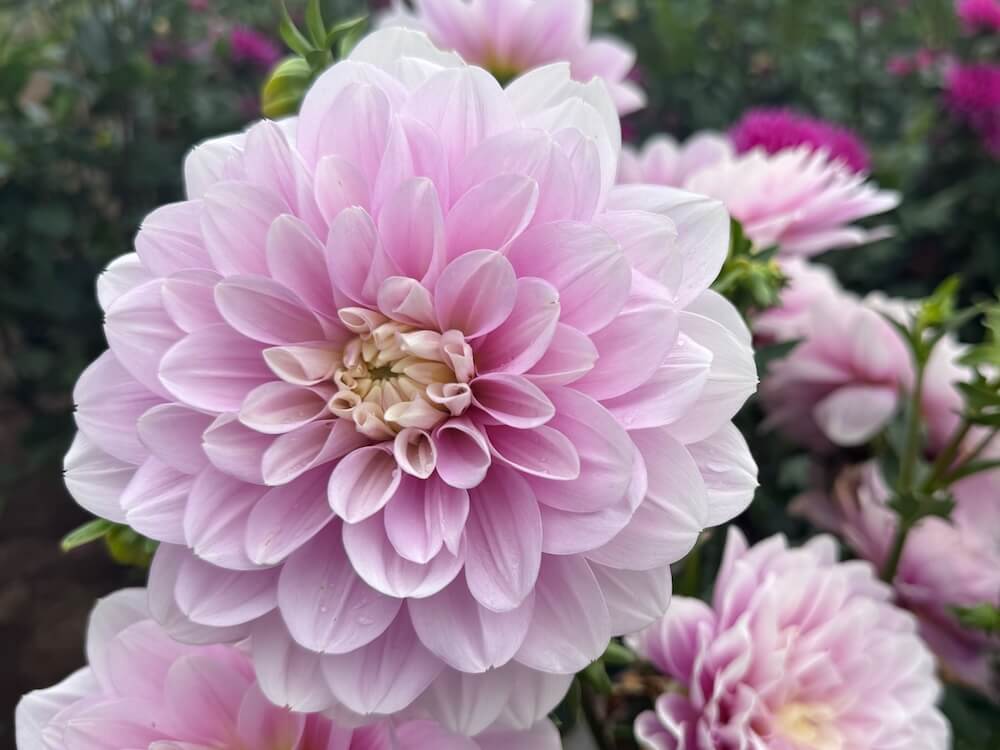 Dahlias