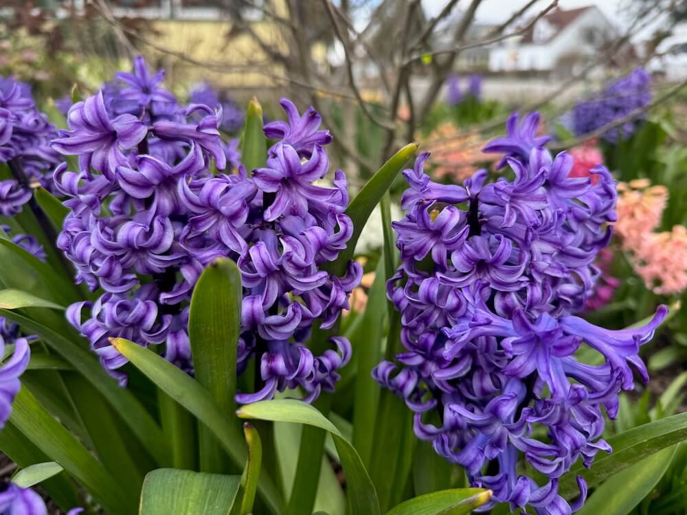 Hyacinthus orientalis 'Aida'