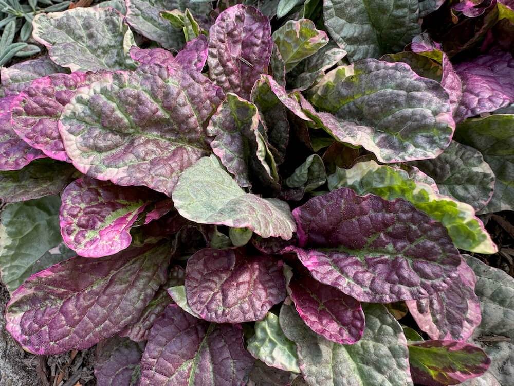 Ajuga reptans ‘Burgundy Glow’