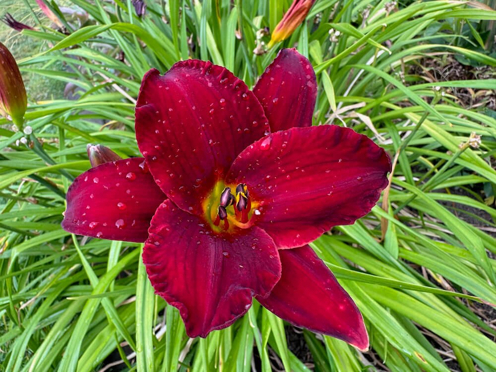 Hemerocallis 'Red Pinocchio'