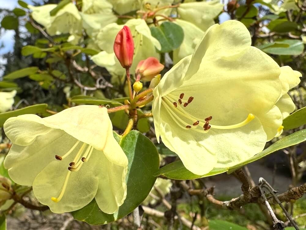 Rhododendron campylocarpum ssp. caloxanthum