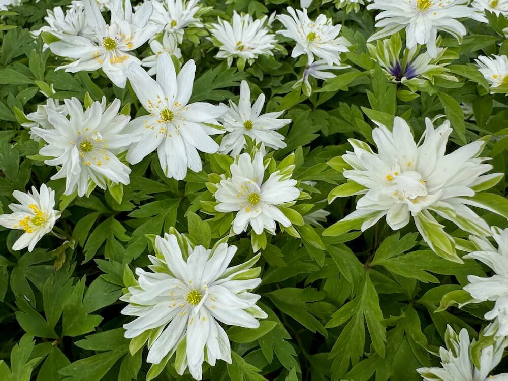 Anemone nemorosa 'Bracteata Plena'