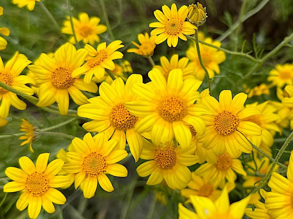 WOOLLY SUNFLOWER (Eriophyllum)