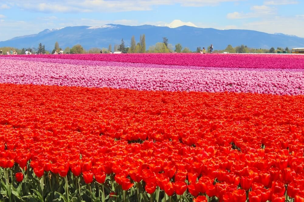 TULIP FIELDS