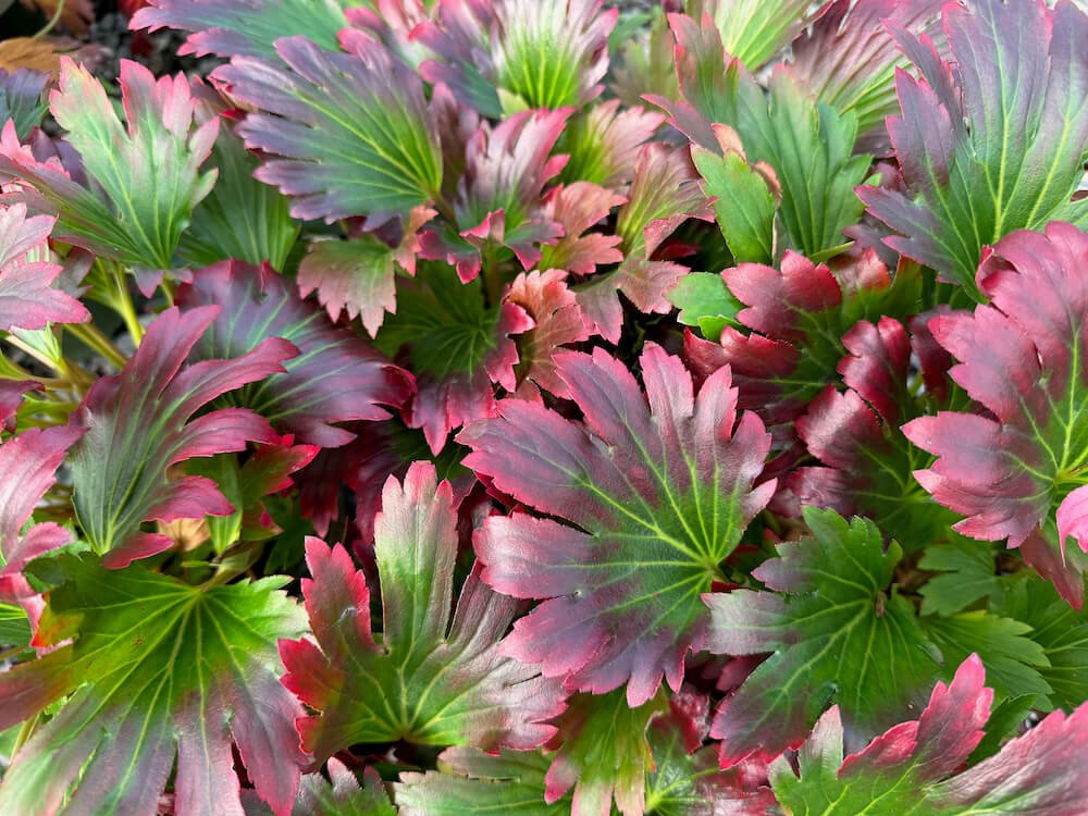 Shade Loving Perennials