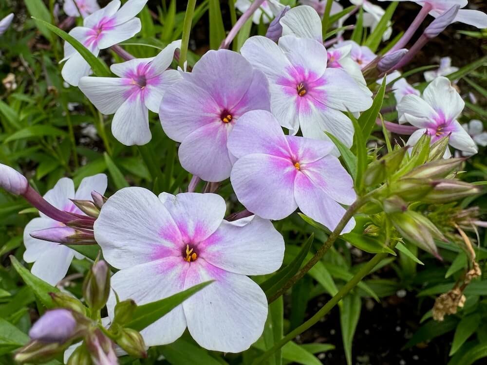 Phlox 'Opening Act Pink-a-Dot'