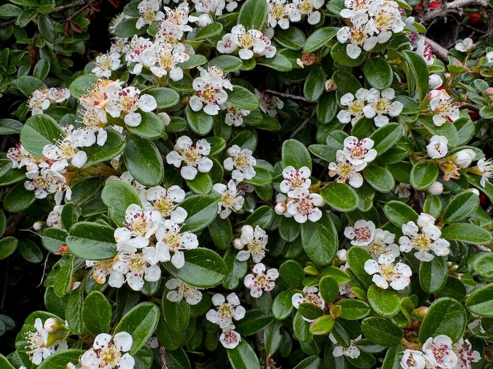 COTONEASTER