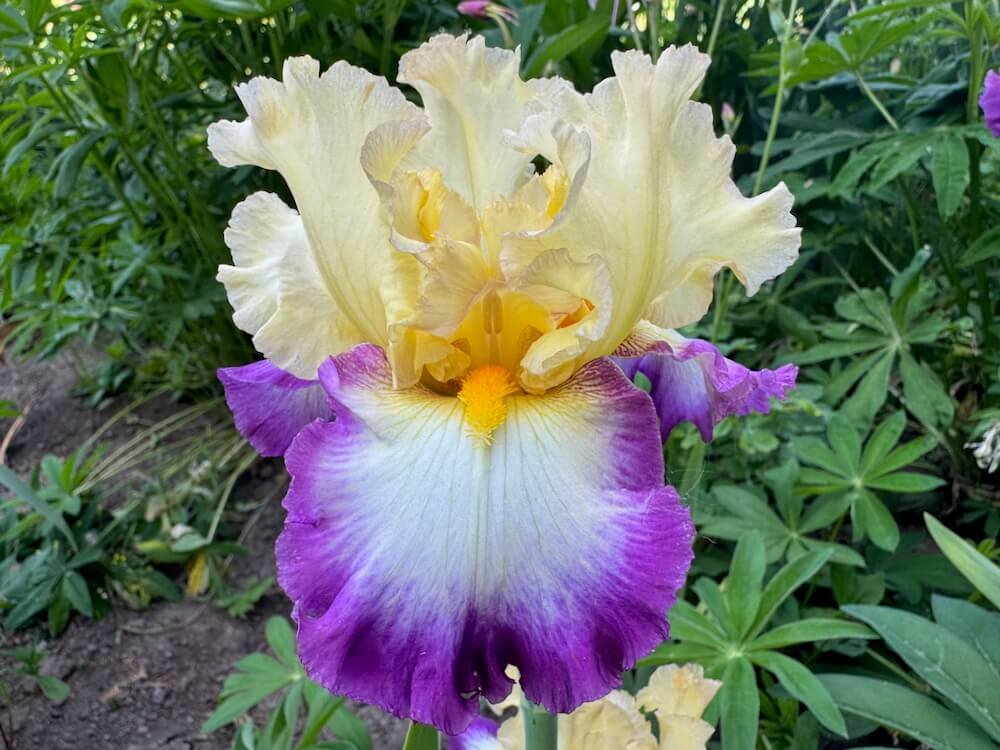 MID-AMERICA (IRIS) GARDEN