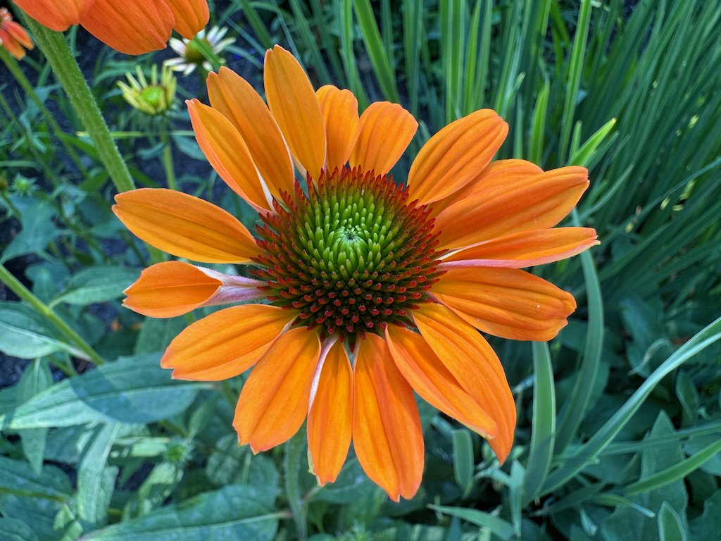 Echinacea 'TNECHPS'