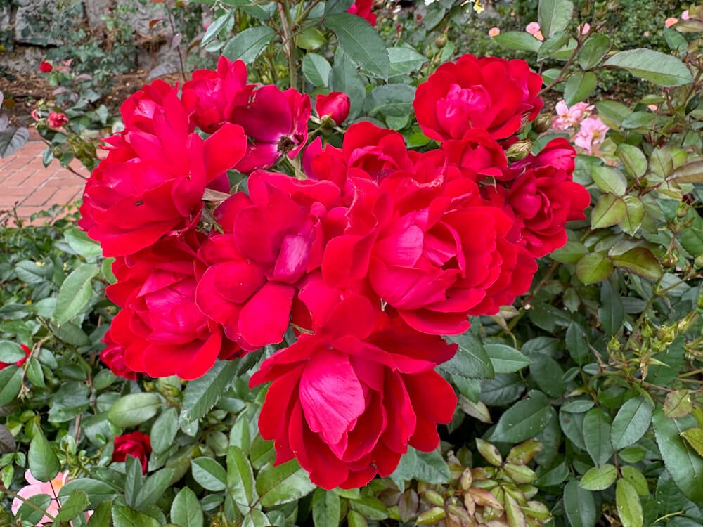 Rosa 'Cheri Kolorscape'