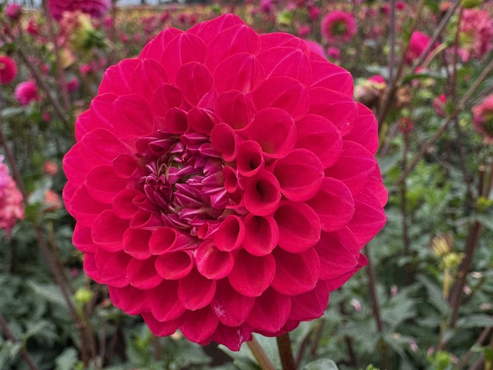 Dahlia 'Fatima'