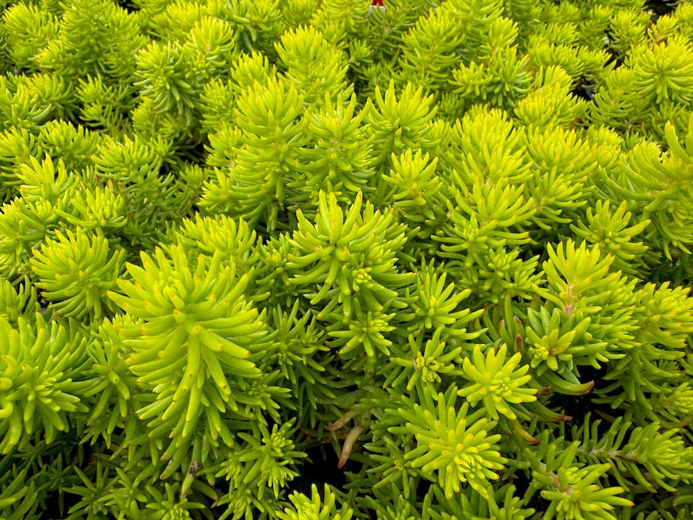 Sedum rupestre ‘Angelina’