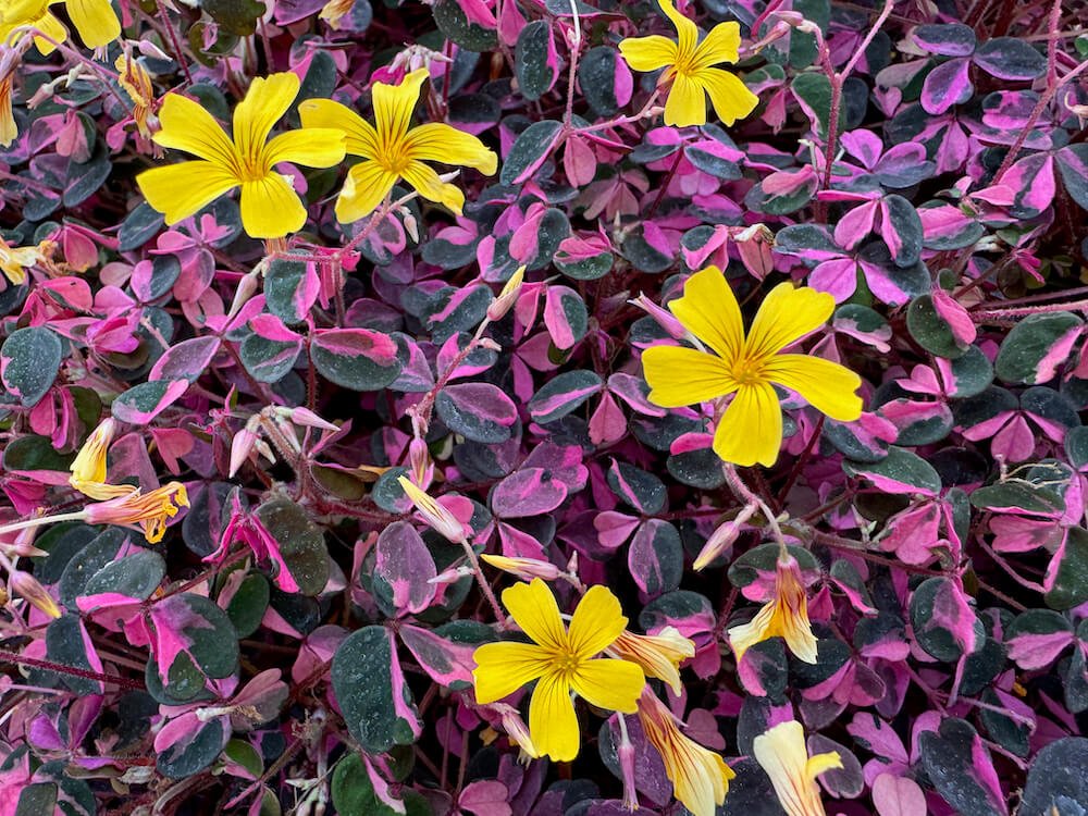 Oxalis spiralis ssp. vulcanicola 'Plum Crazy'