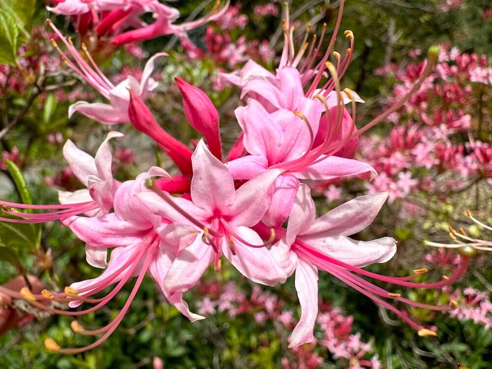 Rhododendron canescens