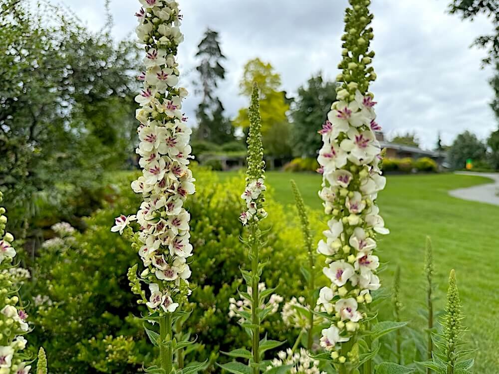 MULLEIN (Verbascum)