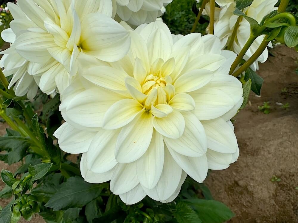 Dahlia 'Solo'