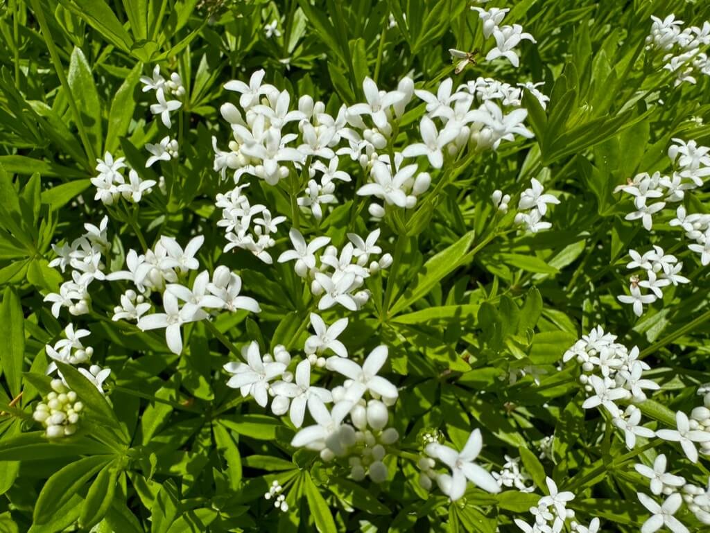 Galium odoratum