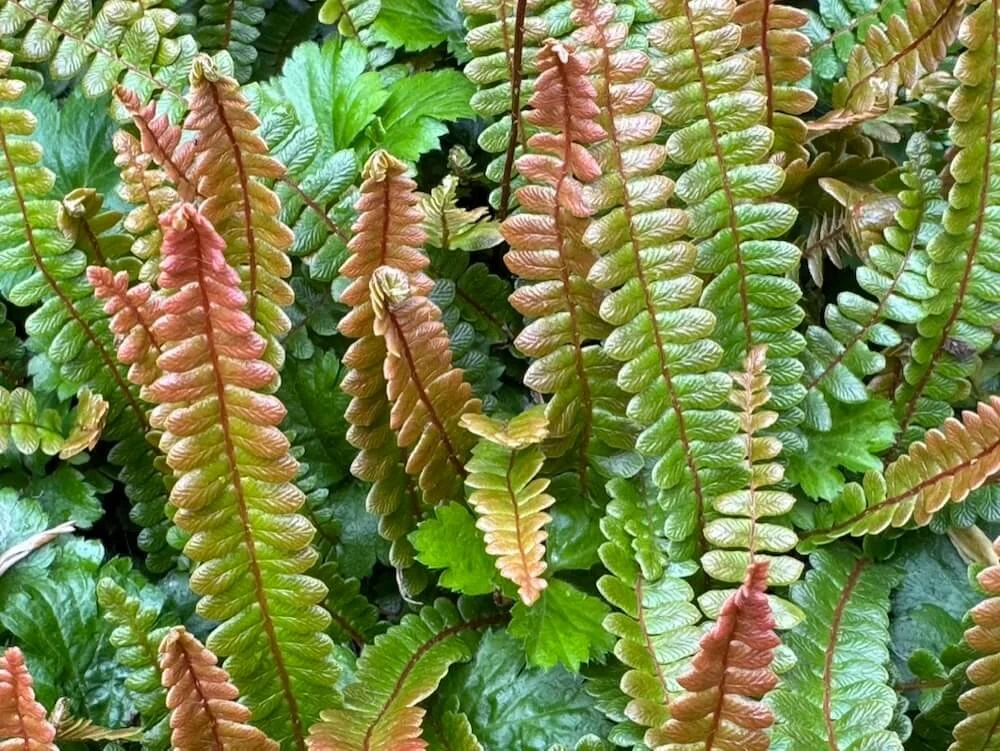 Blechnum penna-marina