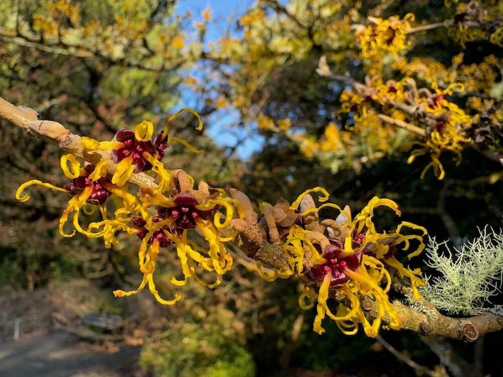 Hamamelis japonica var. arborea