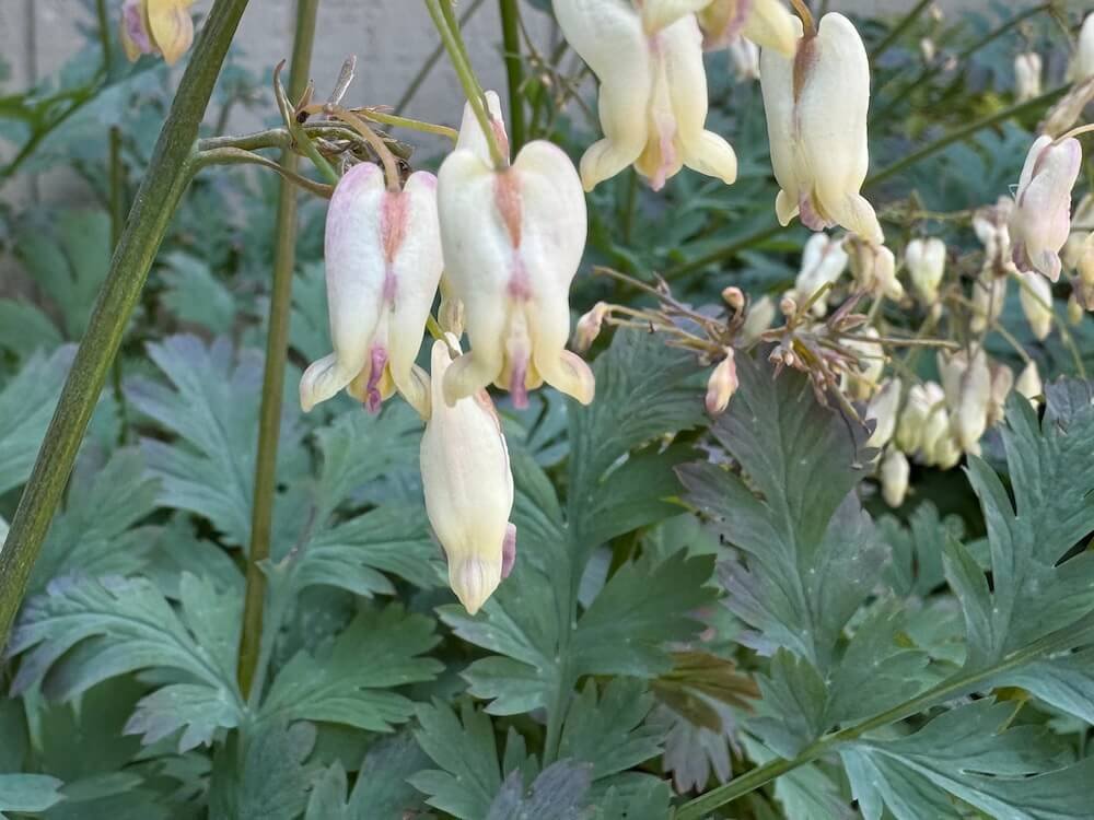 Dicentra formosa 'Langtrees'
