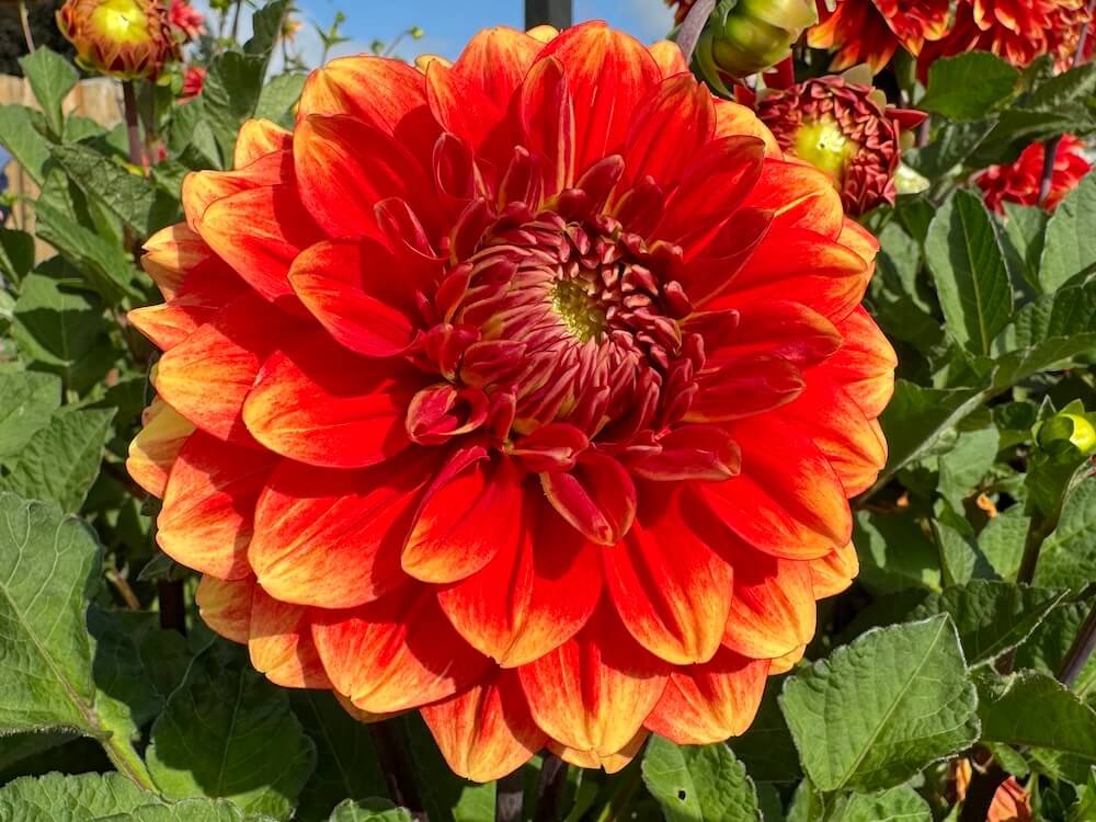 Dahlia 'Lowrider'