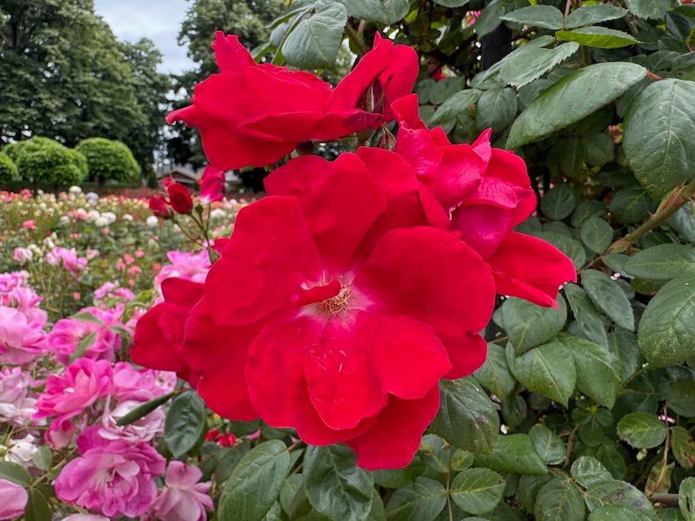 Rosa 'Winner's Circle'