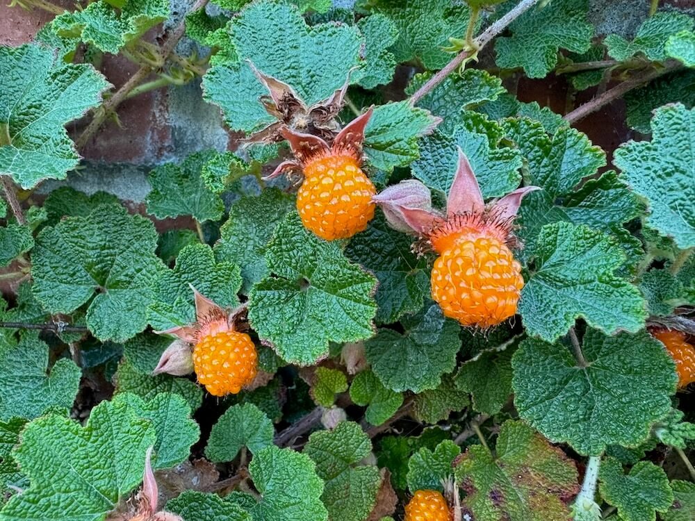 Rubus calycinoides