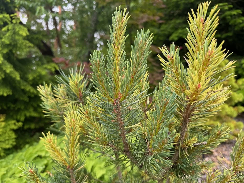 Pinus sylvestris 'Bleu Cheese'