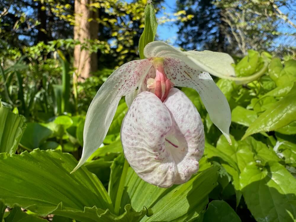 Cypripedium formosanum