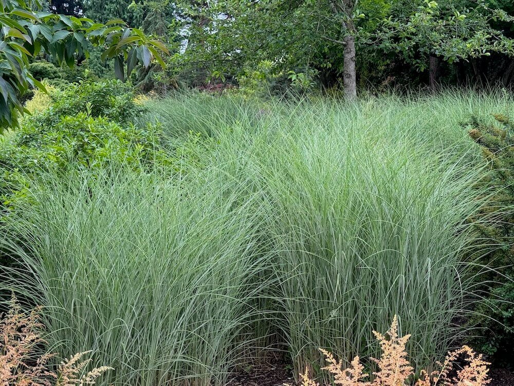 Miscanthus sinensis 'Morning Light'