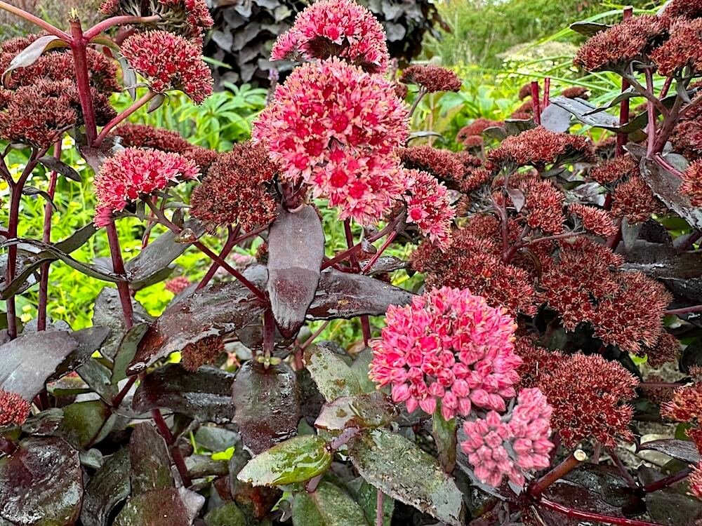 Hylotelephium 'Bertram Anderson'