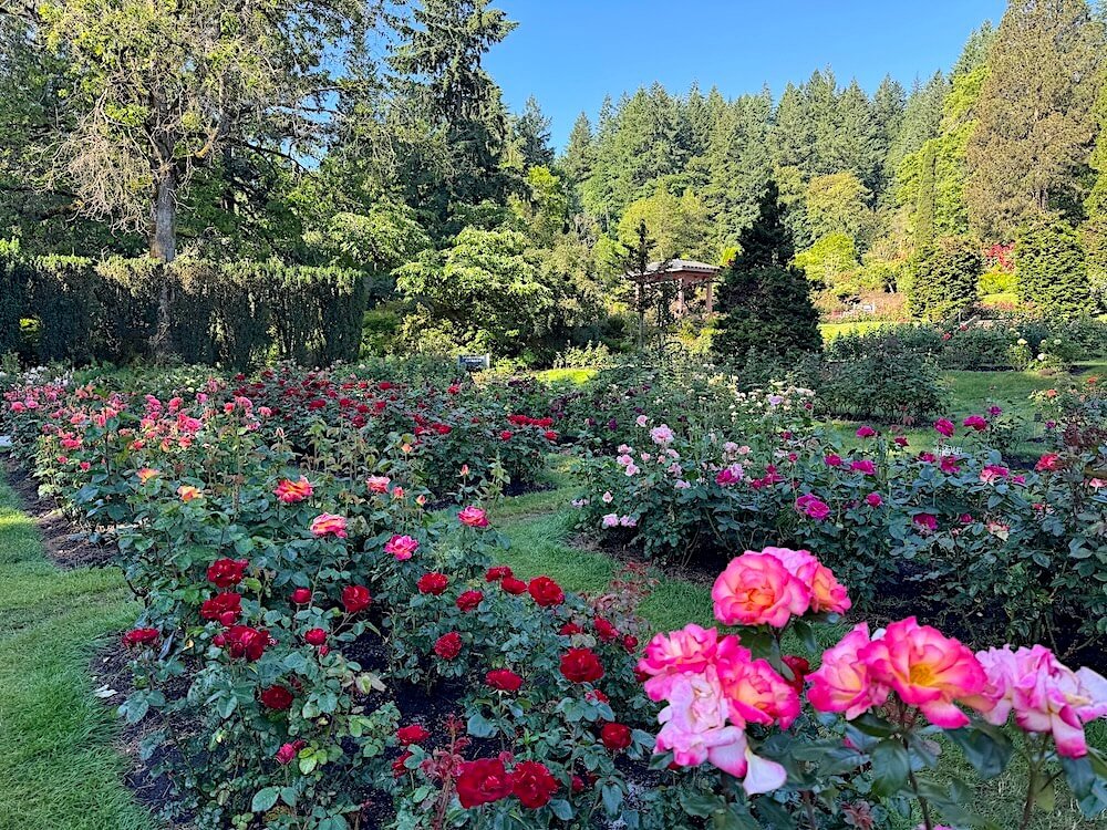 PORTLAND INTERNATIONAL ROSE TEST GARDEN