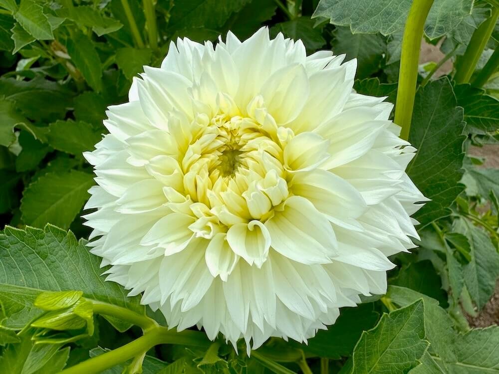 Dahlia 'Gitts Attention'