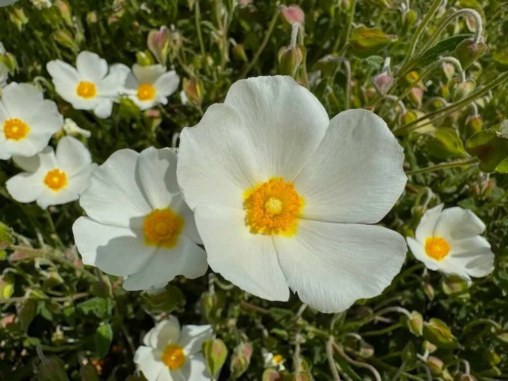 Cistus x hybridus
