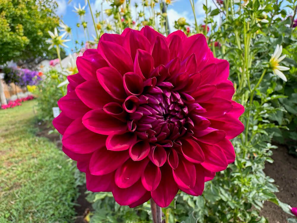 Dahlia 'Midnight Dancer'