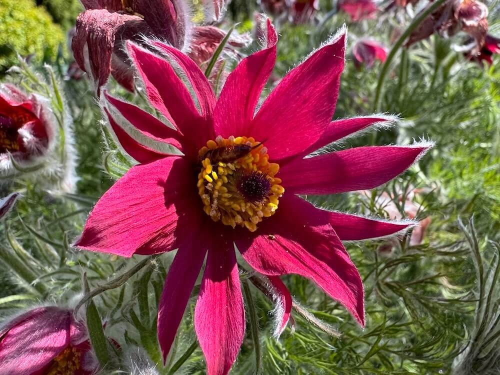 Pulsatilla vulgaris 'Red Bells'