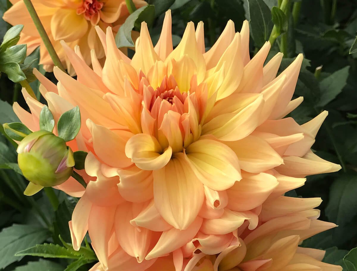 Dahlia 'Honeymoon'