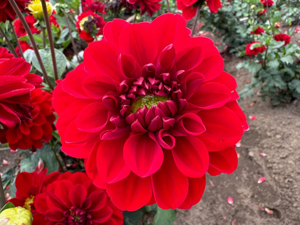Dahlia 'Vixen'
