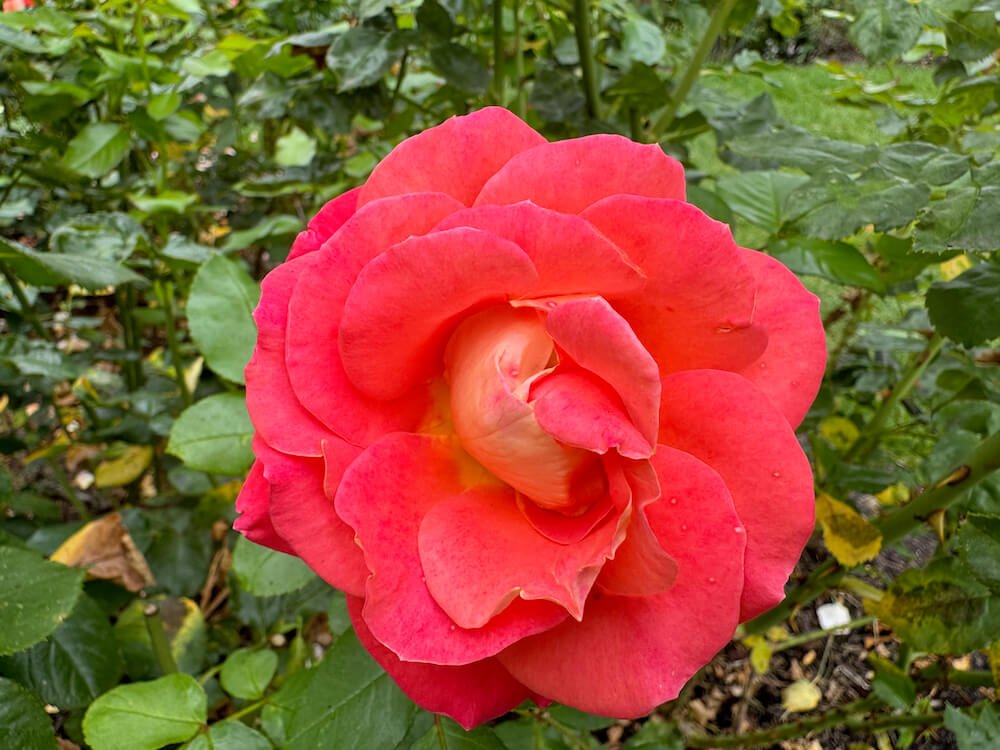Rosa 'Burst of Joy'